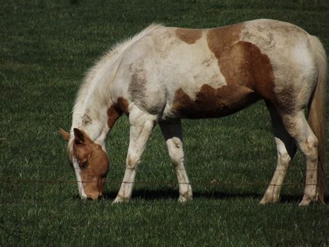 20,000+ Free Palomino Horse & Horse Images